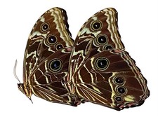 Insect Butterfly Moth Morphidae Morpho deidamia-A1 Lot of 2-Peru picture