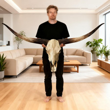 70In Longhorn Wall Decor, Extra Large Authentic Croissant,Cow Skull Wall Decor,C picture
