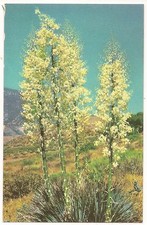 Yucca Plant in Bloom (