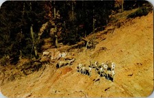 Bighorn Sheep Radium Hot Springs BC Canada Vintage Postcard Queen Stamp DEXTER picture