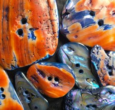 Red  Blue Abalone Shell Buttons 8 Large Freeform Iridescent Paua Mother of Pearl picture