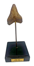 Miocene Era Megalodon Shark Tooth Fossil, Museum Quality Stand, Not Reproduction picture