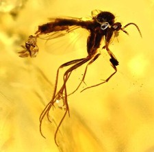 RARE Fungus Gnat laying eggs, Fossil inclusion in Burmese Amber picture