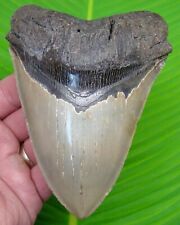 MEGALODON SHARK TOOTH  - XL 5 & 5/16  - NO RESTORATIONS - w/DISPLAY STAND  picture