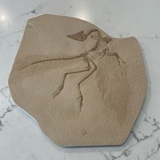 Archaeopteryx Lithographica Fossil Cast Solnhofen Jurassic Germany Replica picture