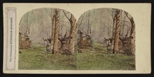 Photo:Burnham Beeches England 1900s Woodland Stereo View picture