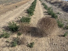 SMALL Natural Wild West Nevada Tumbleweed Tumble Weeds Hand Picked Decoration picture