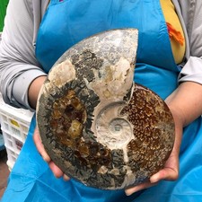 3.8LB Natural Tentacle Ammonite Fossil Specimen Shell Healing Madagascar picture