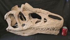 Massive life-size Allosaurus skull Replica, Fossil picture