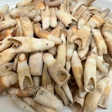 10PC Alligator Teeth for Making Gator Teeth Necklace Crafts Under 1
