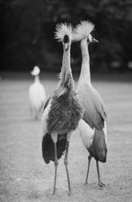 Crested cranes in the UK, 11th June 1985. - Old Photo picture