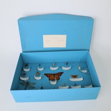 Vintage 1985 Pinned Insect Collection Monarch Butterfly Dragonfly Specimen Box picture