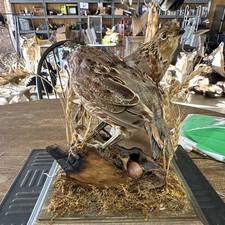 Taxidermy Pair Of Bobwhite Quail #1191 picture
