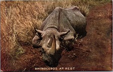 1909 Roosevelt Tour Rhinoceros at Rest Africa Postcard Arthur Capper picture