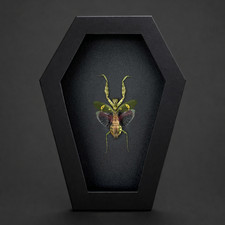 Real Flower Mantis Taxidermy Framed Insect Specimen Oddities Curio Cabinet Decor picture