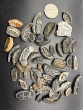 HUGE FOSSIL PUFFER FISH & BURR FISH MOUTHPLATE FOSSIL COLLECTION FL picture