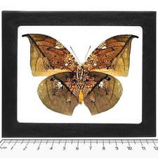 Anaea archidona gold leaf mimic butterfly Peru FRAMED picture