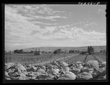 Photo:Yakima County Washington 1941 Hop Kiln Green Hops Sacks Hop Fields picture
