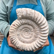 4.48 LB Natural White Ammonite Fossil Specimen Home Decor Healing Stone 5780 picture