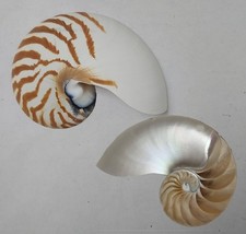 S6 Natural Nautilus Tiger Seashell Single Half Cut Shell Iridescent ~ 5 1/2