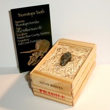 Triceratops Dinosaur Tooth with Display Crate Genuine Montana Fossil with COA picture