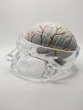Vintage Seroquel Pharma Promo Lucite Clear Glass Head Brain Anatomical Model picture