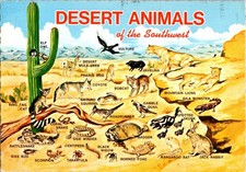 Vintage 1985 Desert Animals of the Southwest Postcard - Western Resort picture