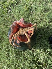Alien Egg With Xenomorph Coming Out picture