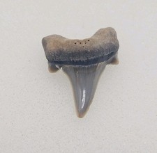 Rare Parotodus Pavlovi Shark Tooth Fossil Sheppey England Not Benedeni  picture