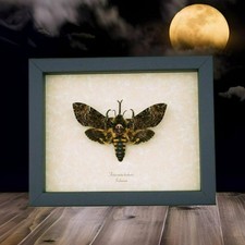 Death Head Moth Gothic Creepy Eyes Acherontia lachesis female XL Framed picture