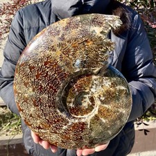 7.53LB Natural fossil snail agate fancy convex round gemstone- picture