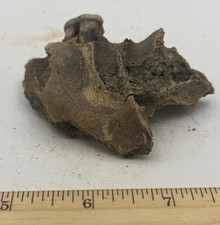 Crocuta crocuta spelaea SKULL TEETH 3.5” Cave Hyena 10,000++ Yrs Old CH CH305 picture