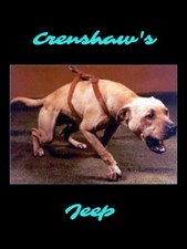 Crenshaw Jeep American Pit Bull Terrier Picture Read Description  picture