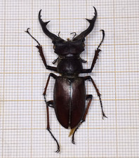 Rare LuCANIDAE Lucanus gradivus - VIETNAM - A1 Male 44.5 mm from Ha Giang picture