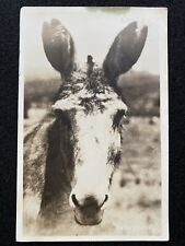 Alamagordo New Mexico NM Donkey In Desert 1936 Antique RPPC Real Photo Postcard picture