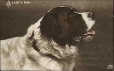 EAS Beautiful St Bernard Dog 