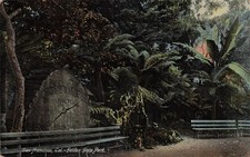 San Francisco Golden Gate Park Guerneville Mission Tree Vtg Postcard 15A picture