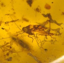Ultra RARE Cretaceous Grasshopper in Burmese Amber Fossil from Dinosaur Age picture