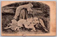 K62/ White Pass Alaska Postcard c1910 Mountain Goat Hunting Rifle 36 picture