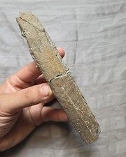 Rare Large Partial Triceratops Rib Part Fossil Dinosaur Bone picture