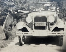 c1930 YELLOWSTONE NATIONAL PARK Candid Photo Feeding Bear by Hand FORD Model A picture