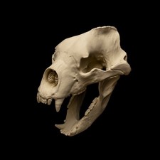 Short Faced Bear skull Replica Life sized 19in Extinct Mammal Anatomy Display picture