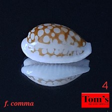 Cypraea cribraria f. comma #4 19.1mm GORGEOUS GEM BEAUTY from Mozambique picture