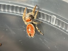 Live Pet Jumping Spider - i5-i8 Phidippus arizonensis picture