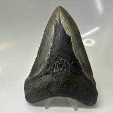 Megalodon Shark Tooth 5.19 Inch - Huge - Authentic Fossil - Rare Natural 20475 picture