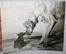 VTGE 1930'S PHOTO GREAT DANE AND TINY CUTE TERRIER DOG NOSE TO NOSE picture