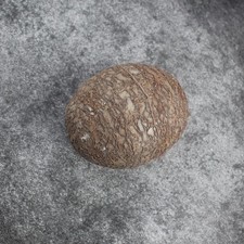 Segnosaur Dinosaur Egg Fossilized Crystallized Fossil Jurassic Cretaceous World picture