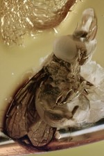 Huge HOVERFLY Syrphidae FLOWER FLY Fossil Genuine BALTIC AMBER + HQ Pic 210209 picture