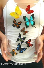 Real 3D Framed Butterflies: Colorful Butterfly Art - Harmony - 8x14 picture