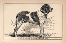 Antique St Bernard Print 1912 Moore Ch Guide St Bernard Wall Art Decor 5584b picture